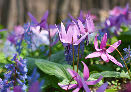 万葉自然公園かたくりの里