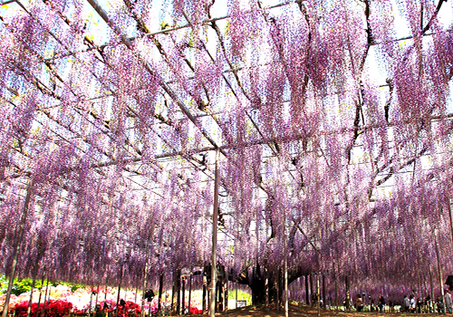 あしかがフラワーパーク